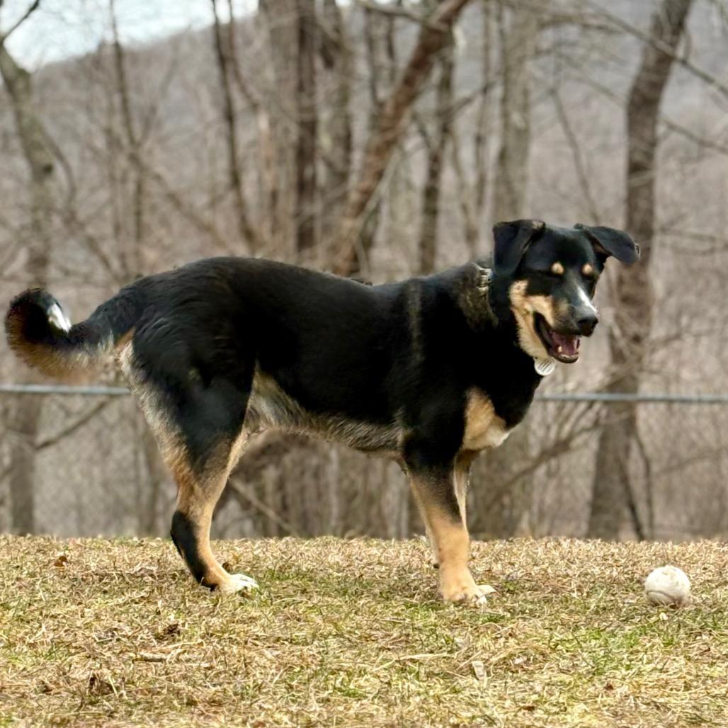 Maverick, Adoptable, Young Male Mixed Breed.