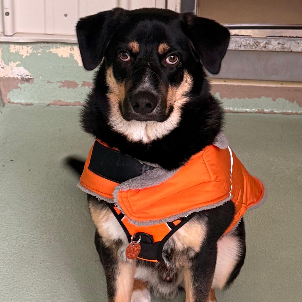 Enlarge Maverick, a Adoptable Mixed Breed in New Fairfield, CT image 2/6