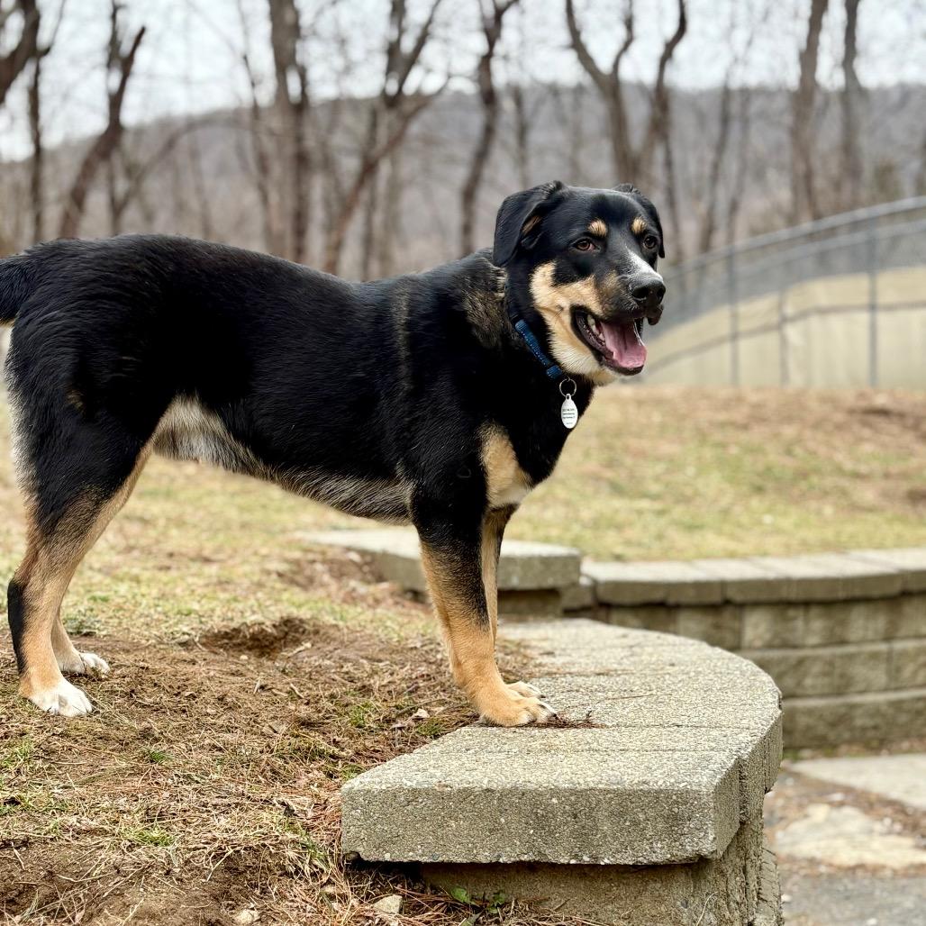 Enlarge Maverick, a Adoptable Mixed Breed in New Fairfield, CT image 3/6