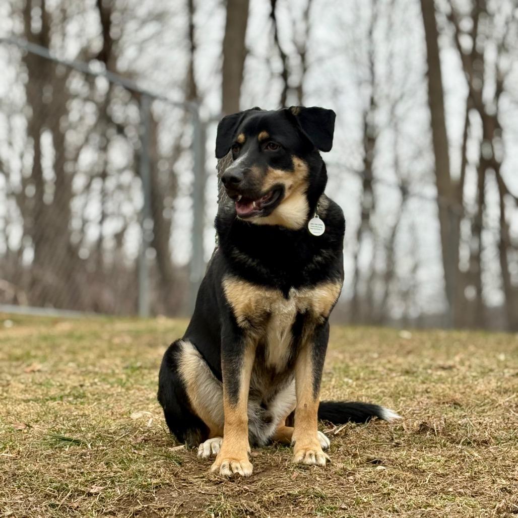 Enlarge Maverick, a Adoptable Mixed Breed in New Fairfield, CT image 4/6