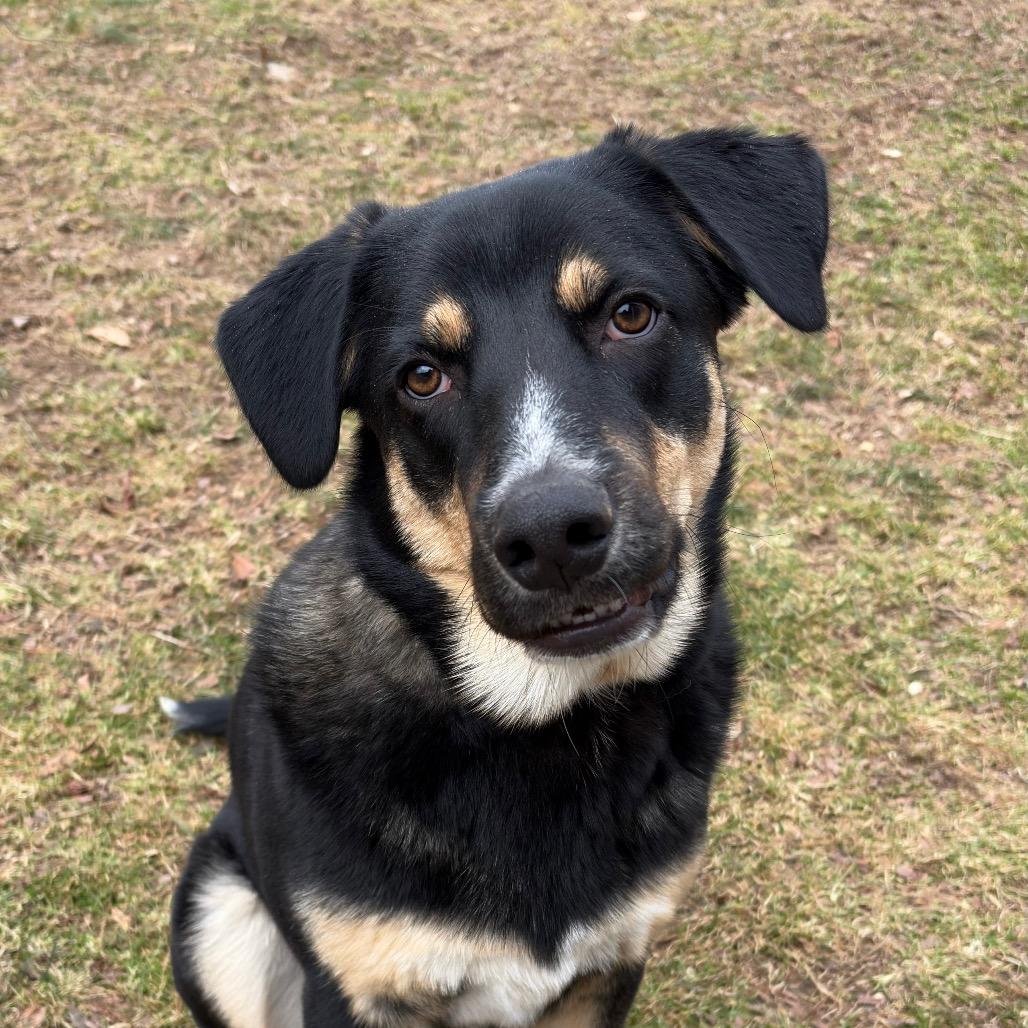 Enlarge Maverick, a Adoptable Mixed Breed in New Fairfield, CT image 5/6