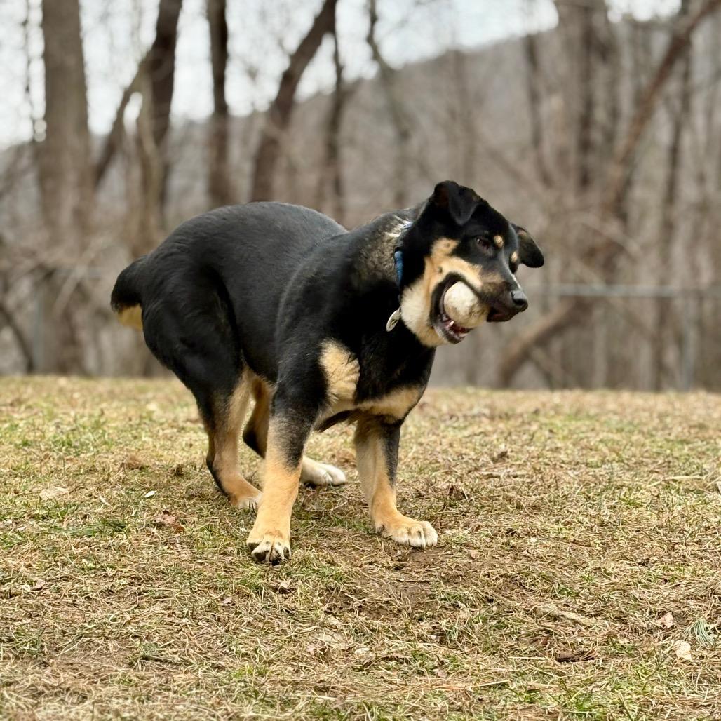 Enlarge Maverick, a Adoptable Mixed Breed in New Fairfield, CT image 6/6