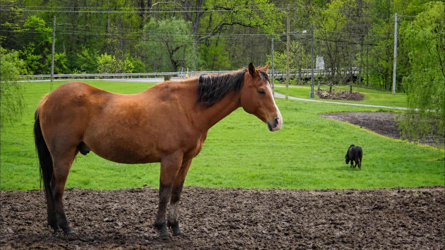 Eddie, ADOPTABLE, Adult Male Arabian & Paint / Pinto.