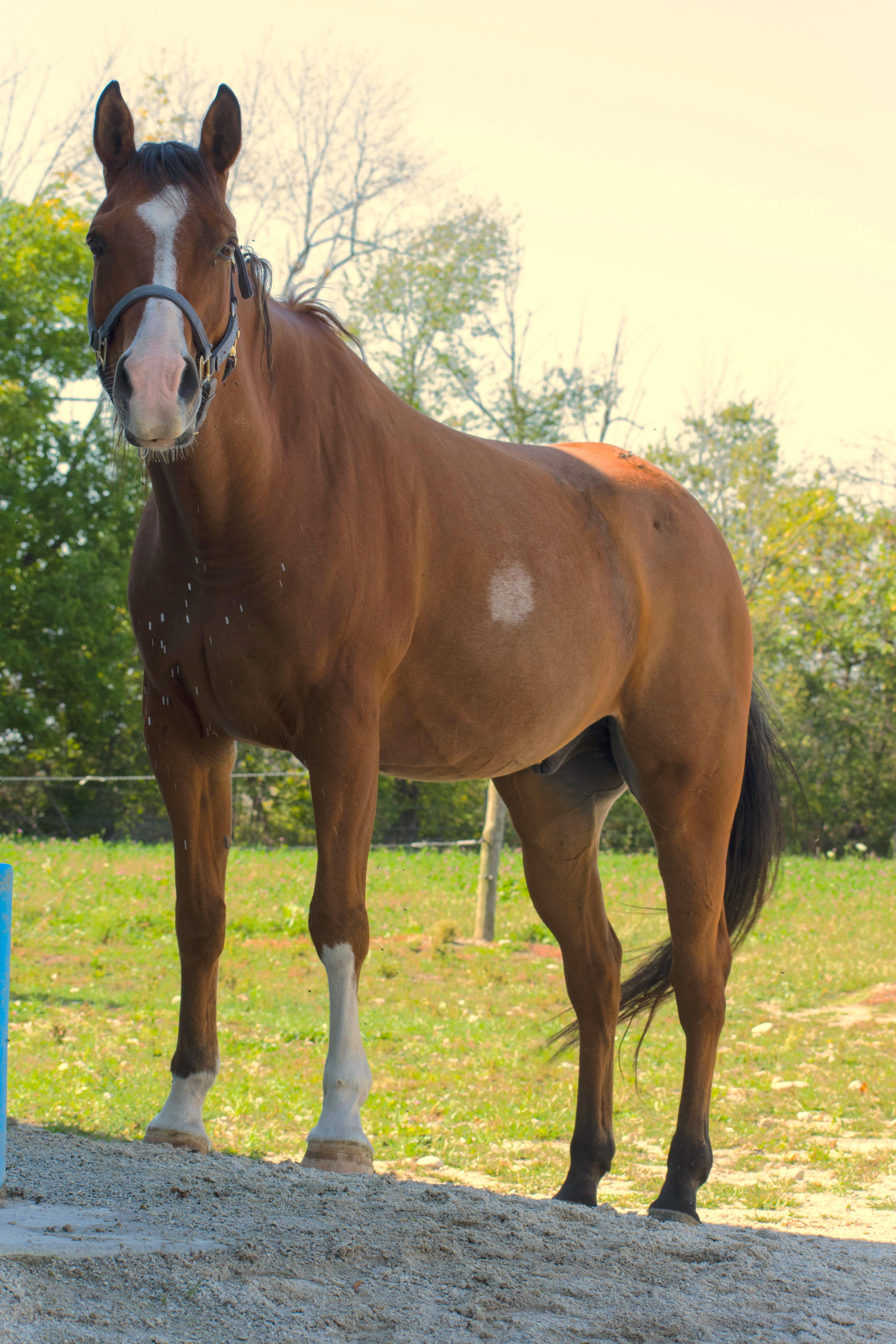 Eddie, a ADOPTABLE mixed breed in Upper Sandusky, OH image 3/4