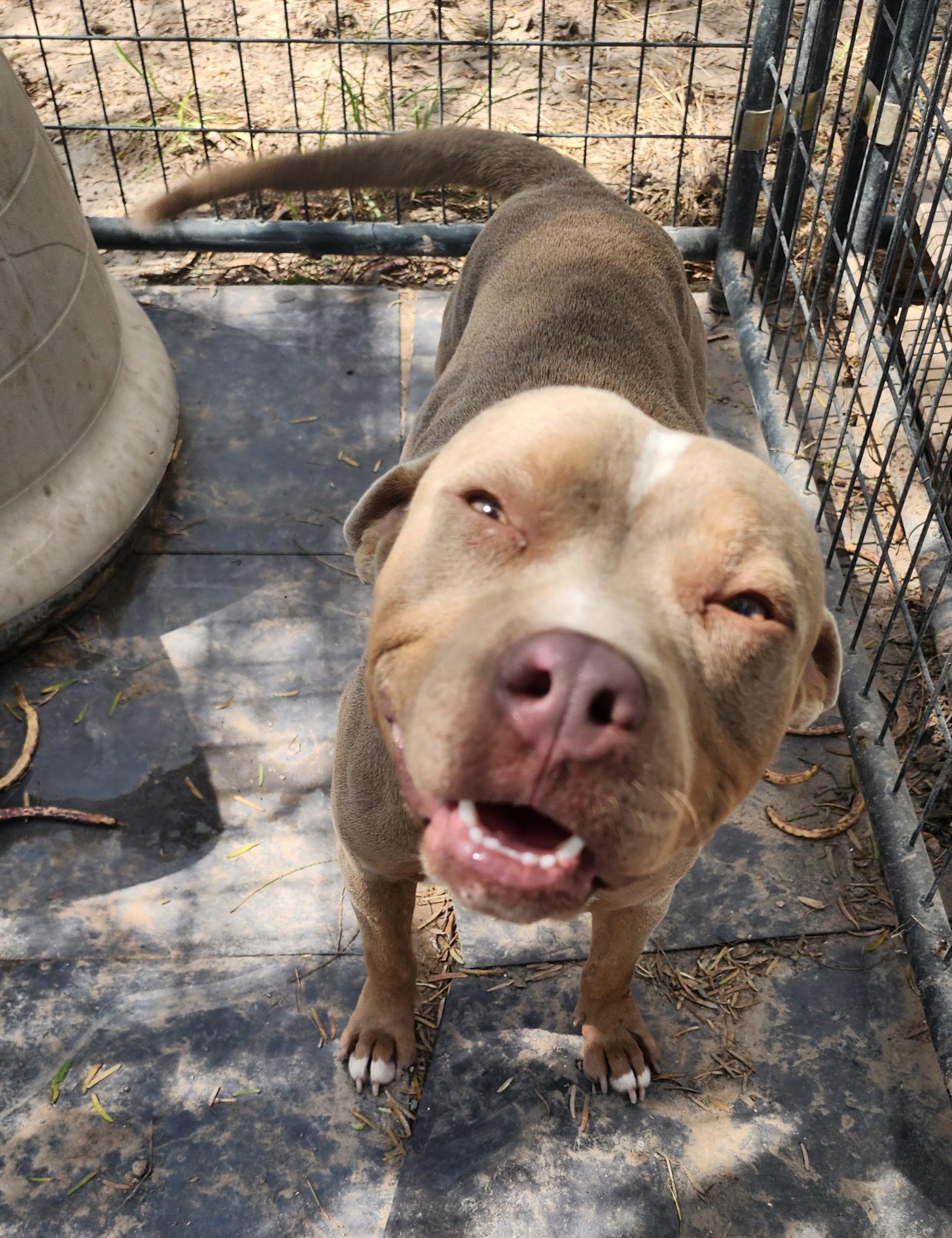 Enlarge Buddy, a Adoptable American Bully in Brewster, NY image 2/2