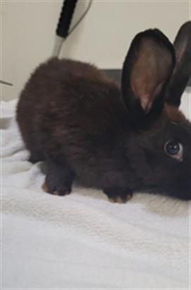 Enlarge A2235859, a Adoptable Bunny Rabbit in Los Angeles, CA image 1/1