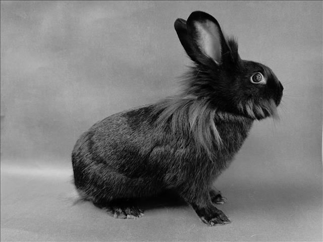 Enlarge BUSGIRL, a Adoptable Bunny Rabbit in Los Angeles, CA image 1/1