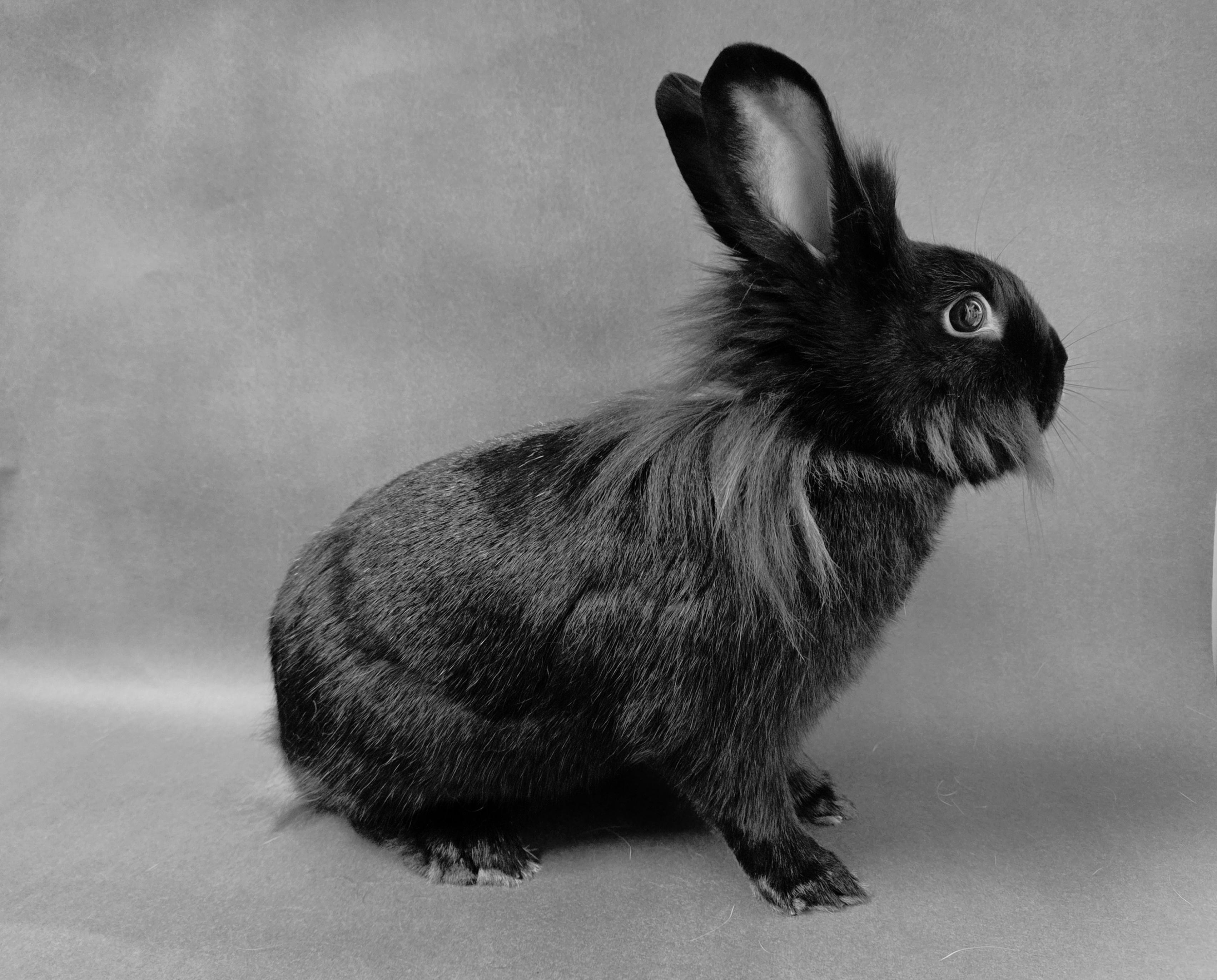 BUSGIRL, Adoptable, Adult Female Bunny Rabbit.