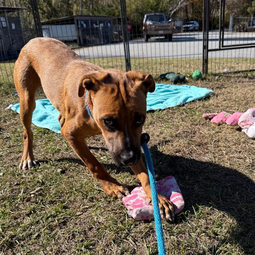 Bubba, Adoptable, Puppy Male Cattle Dog & Pit Bull Terrier.