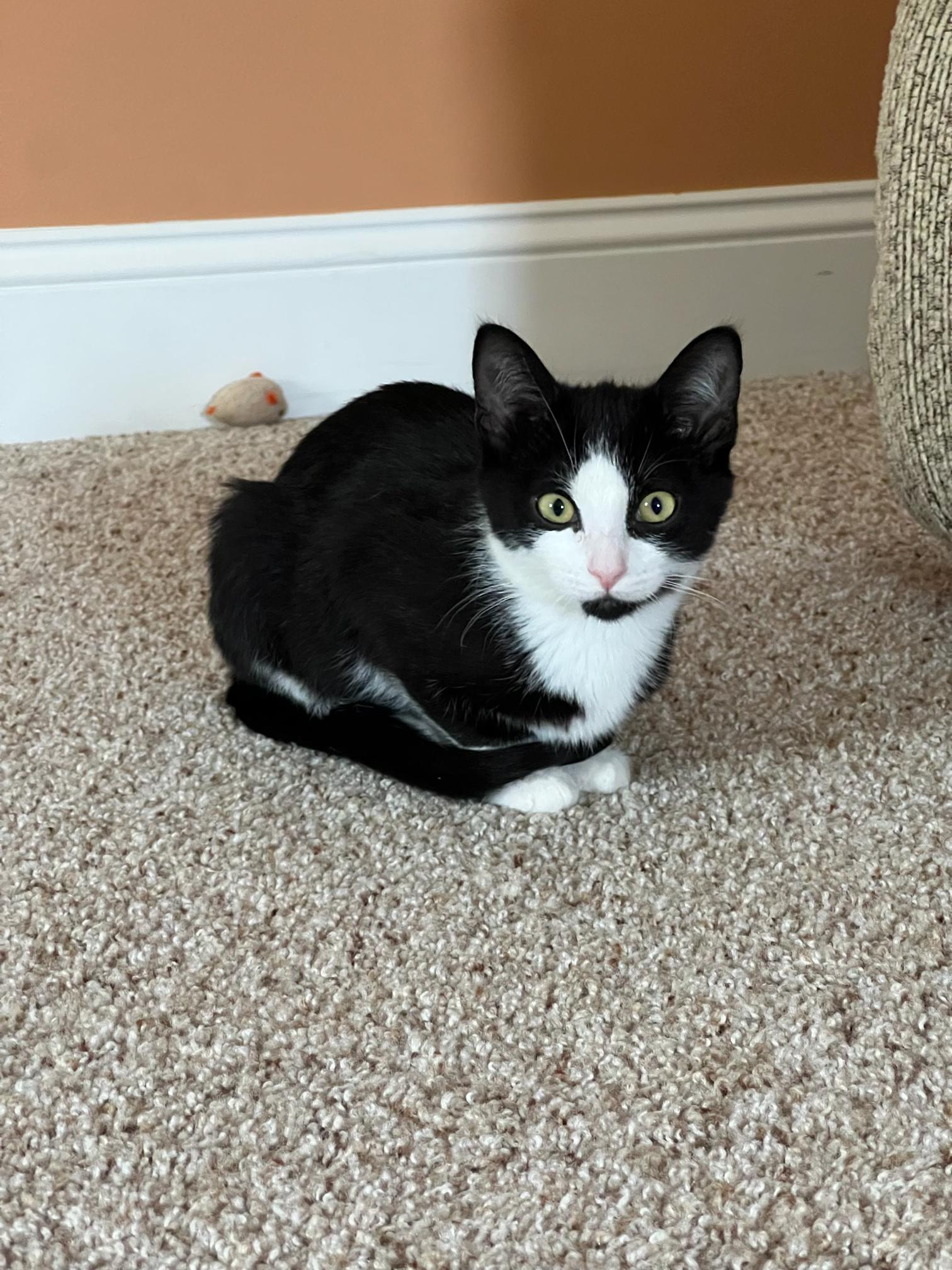 Enlarge Lilith, a Adoptable Domestic Short Hair in Apex, NC image 1/2