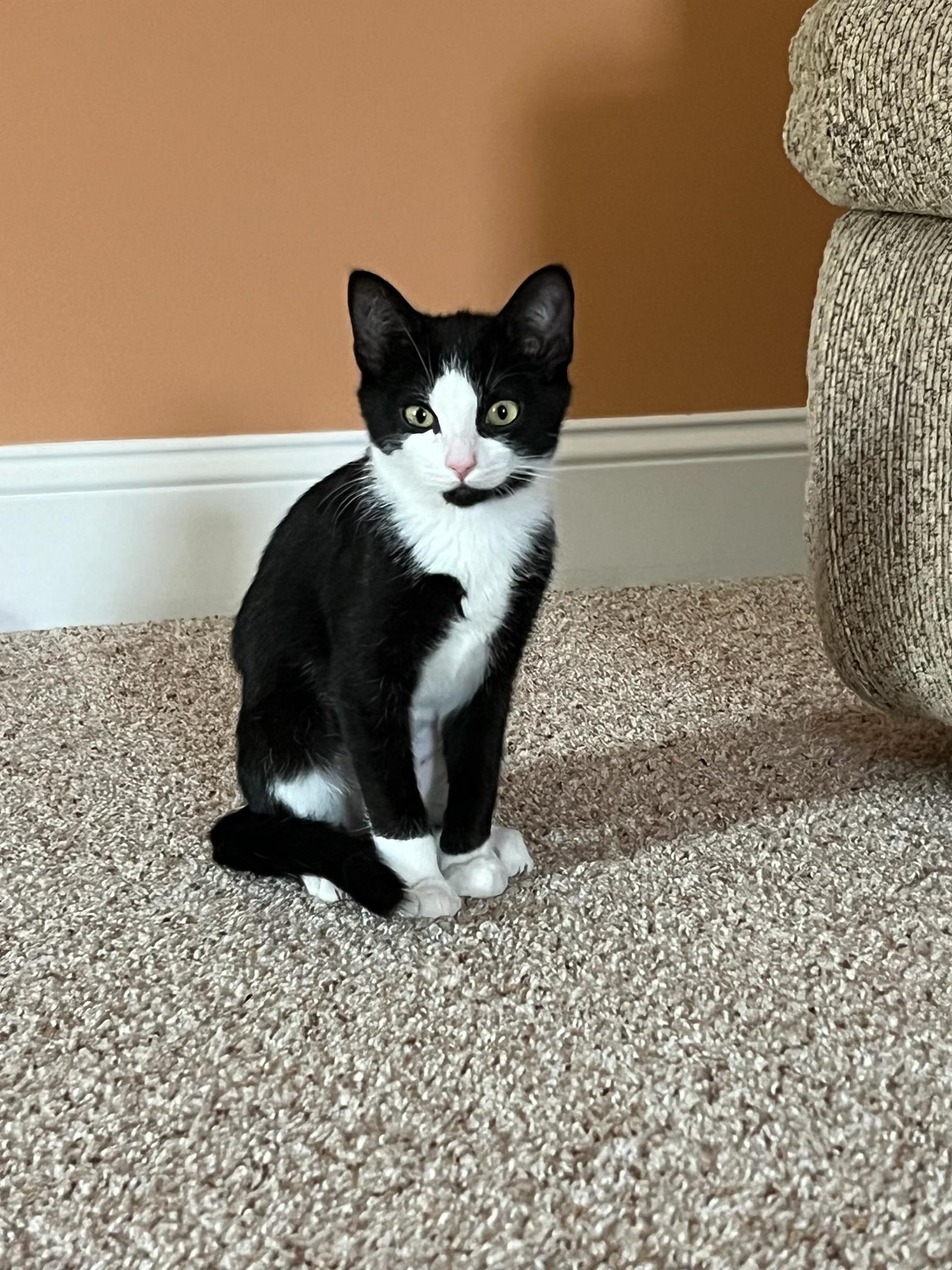 Enlarge Lilith, a Adoptable Domestic Short Hair in Apex, NC image 2/2