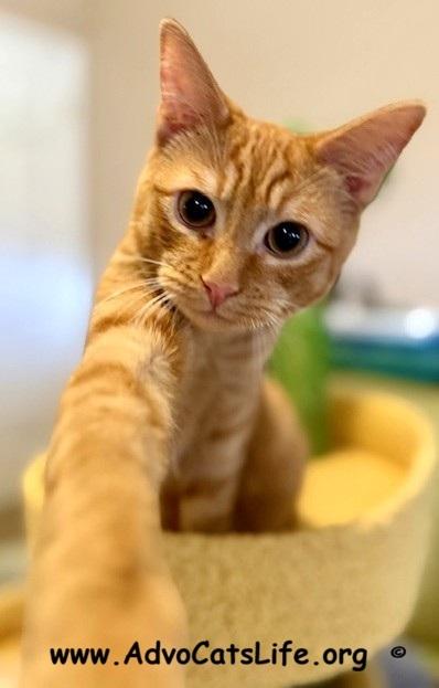 BENNY, adopted, Young Male Domestic Short Hair.