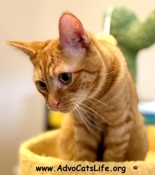 BENNY, an adopted Domestic Short Hair in Spotsylvania, VA image 3/4