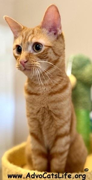 BENNY, an adopted Domestic Short Hair in Spotsylvania, VA image 4/4