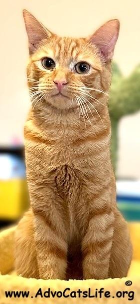 BENNY, an adopted Domestic Short Hair in Spotsylvania, VA image 2/4