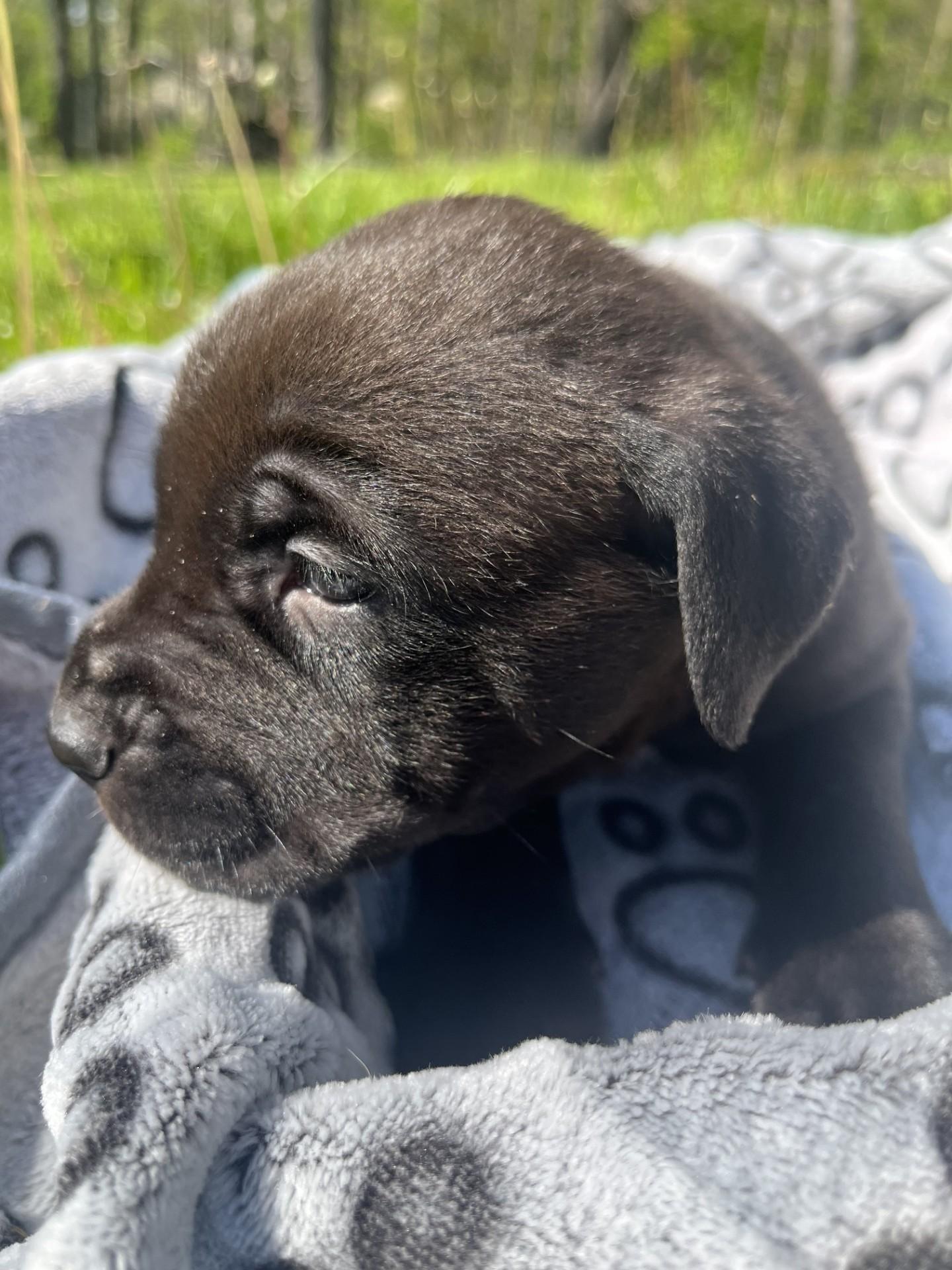 Luna, a ADOPTABLE mixed breed in Youngstown, OH image 4/4