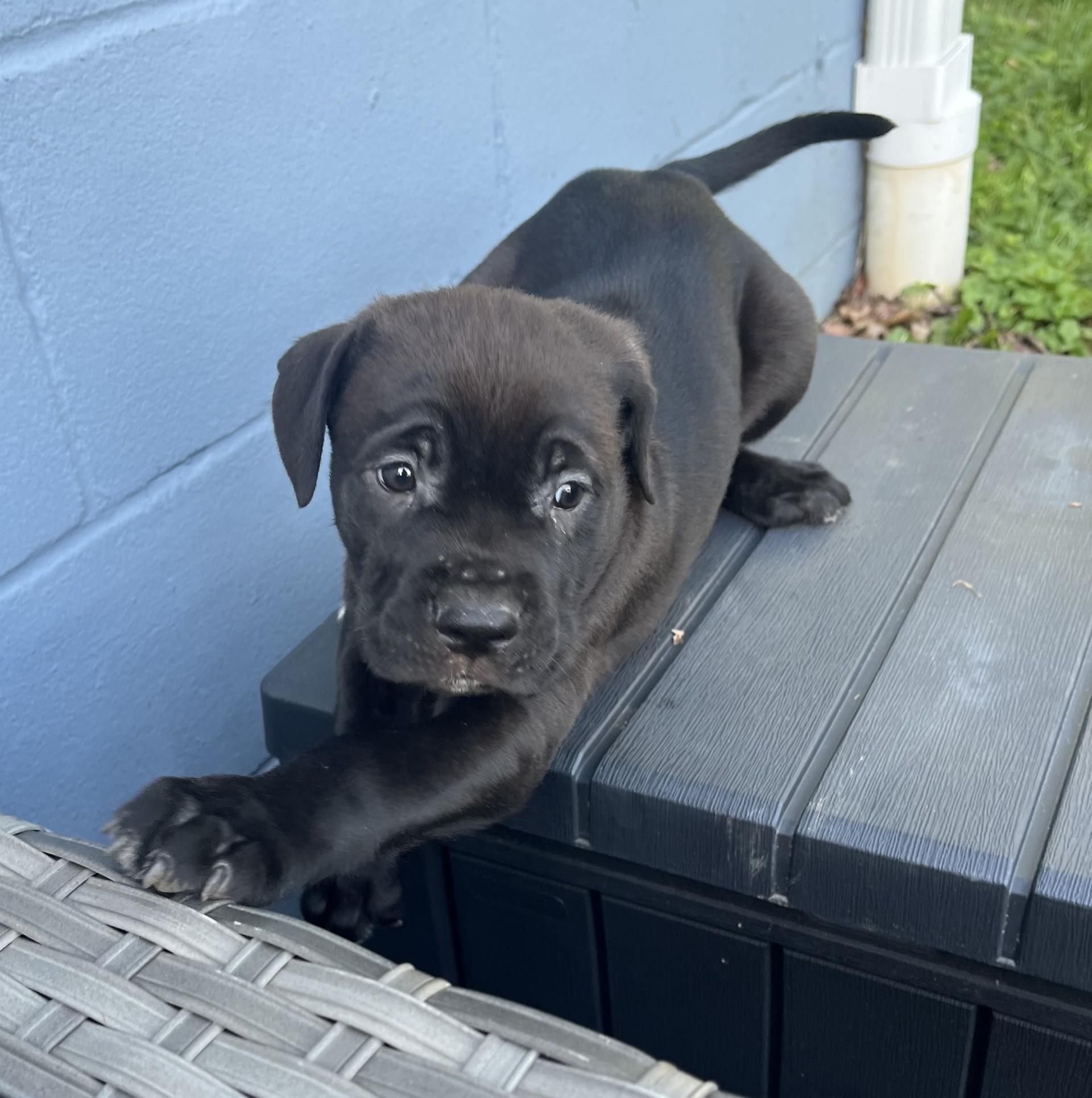 Luna, ADOPTABLE, Puppy Female Cane Corso & Pit Bull Terrier.