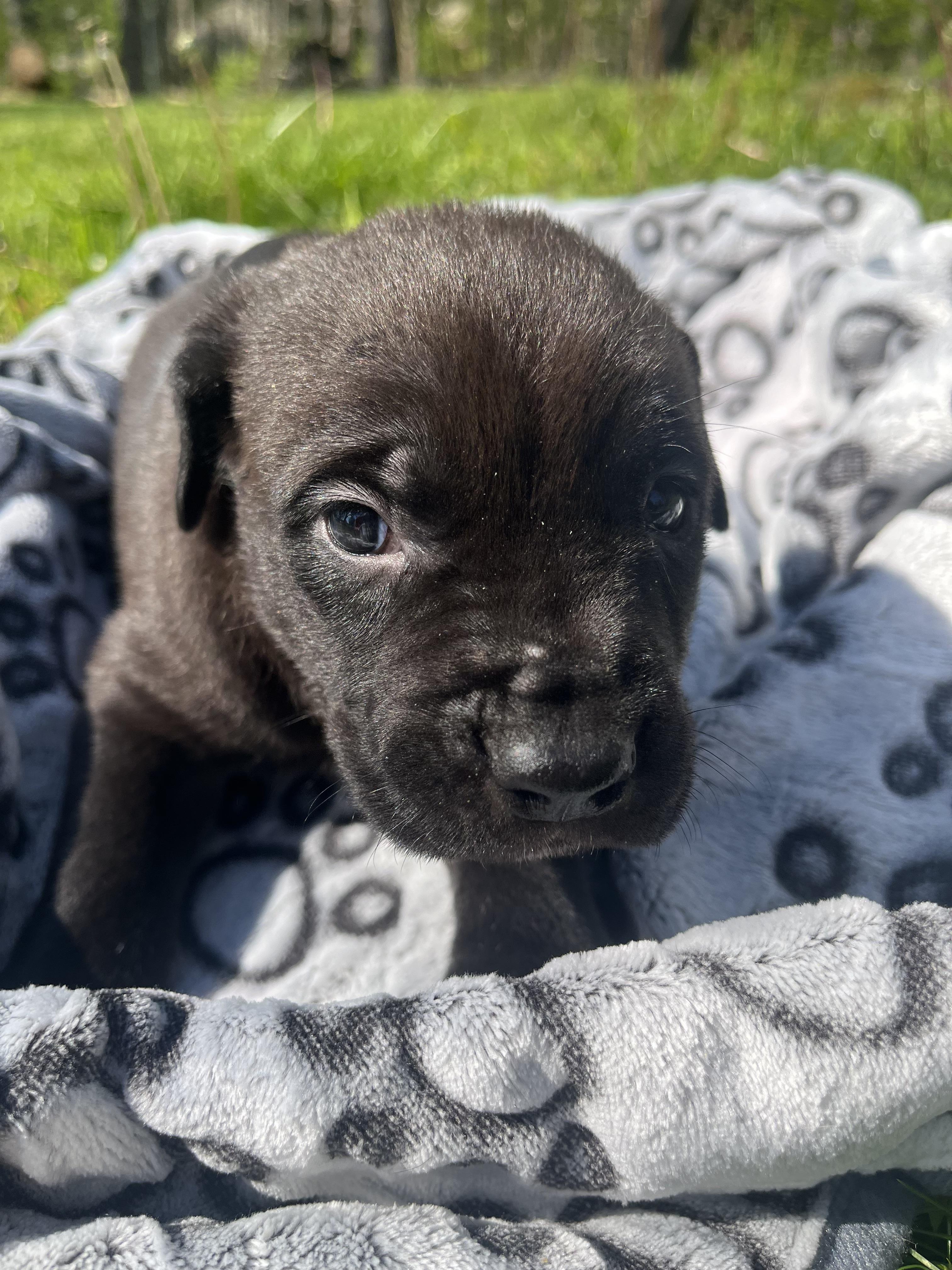 Luna, a ADOPTABLE mixed breed in Youngstown, OH image 3/4