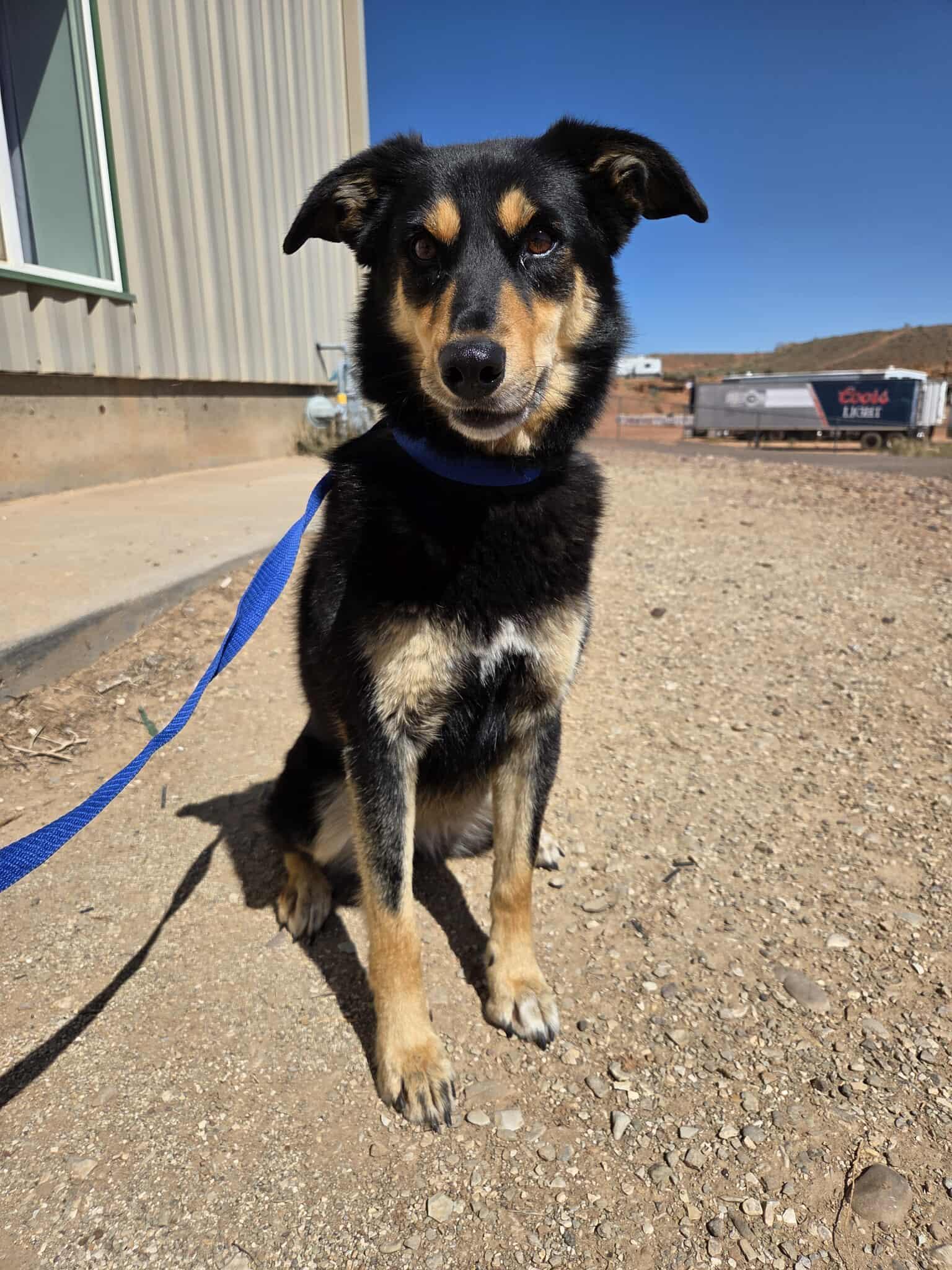 Enlarge Daisy mae, an adopted mixed breed in Roosevelt, UT image 3/4