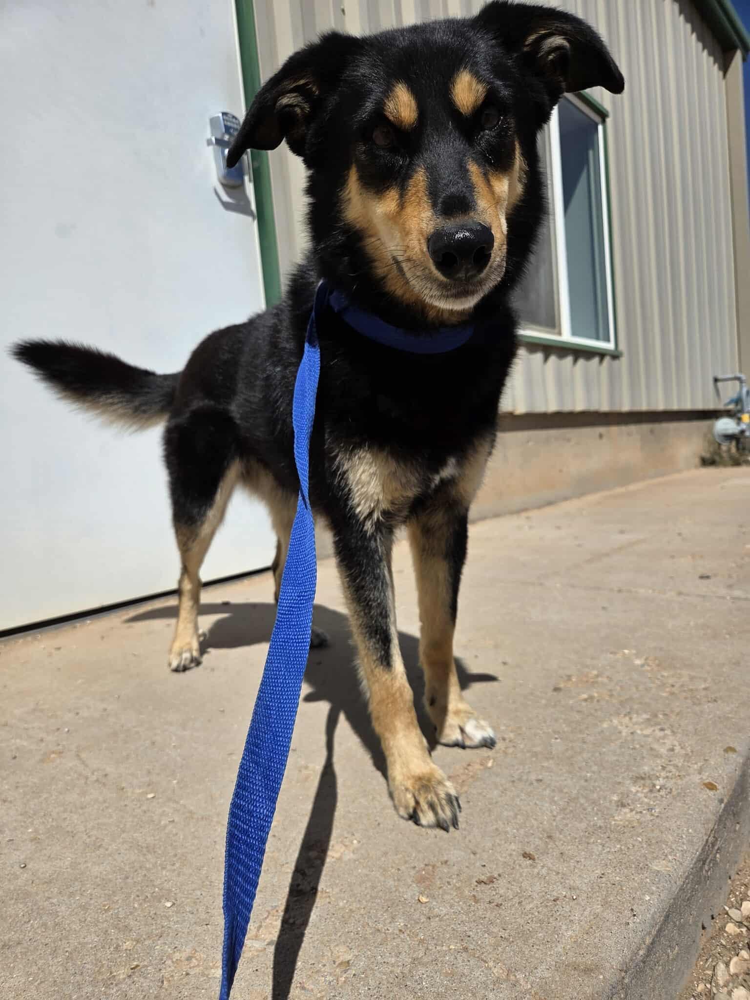 Enlarge Daisy mae, an adopted mixed breed in Roosevelt, UT image 4/4