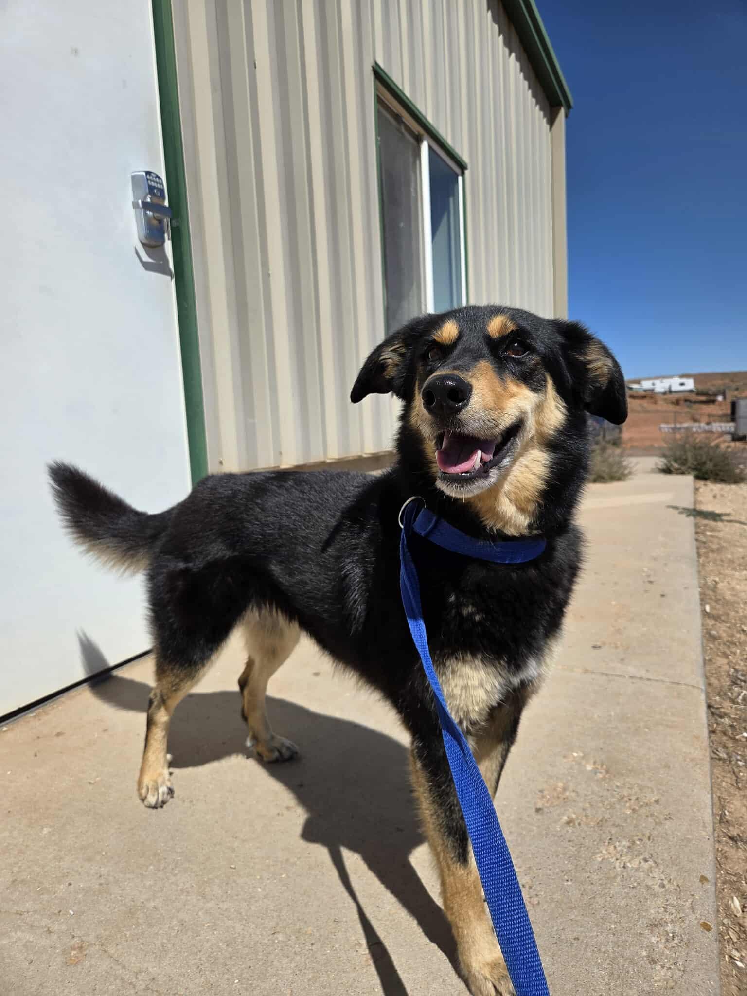 Daisy, an adoptable Cattle Dog in Roosevelt, UT, 84066 | Photo Image 2