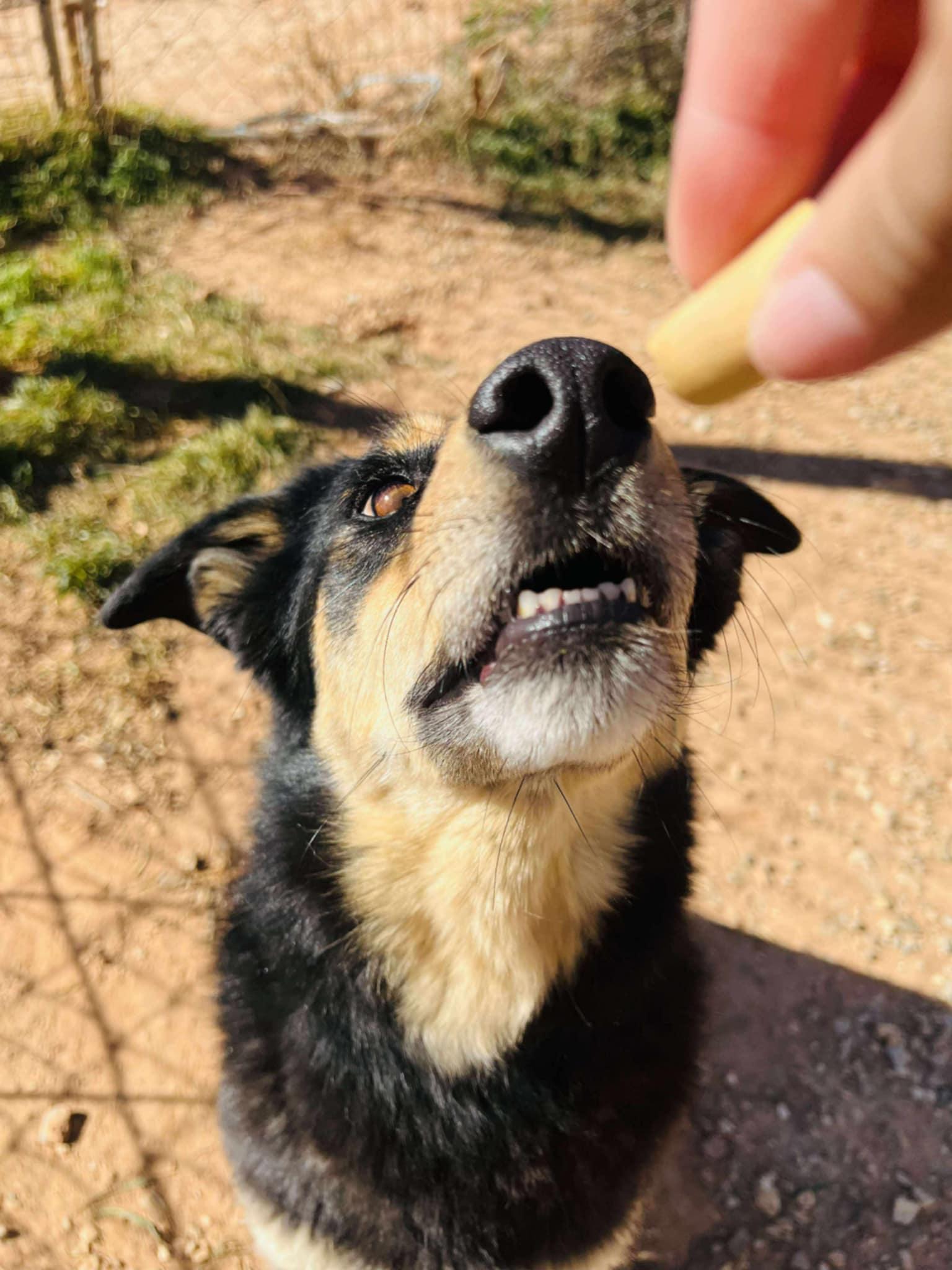 Daisy Mae thumbnail 3