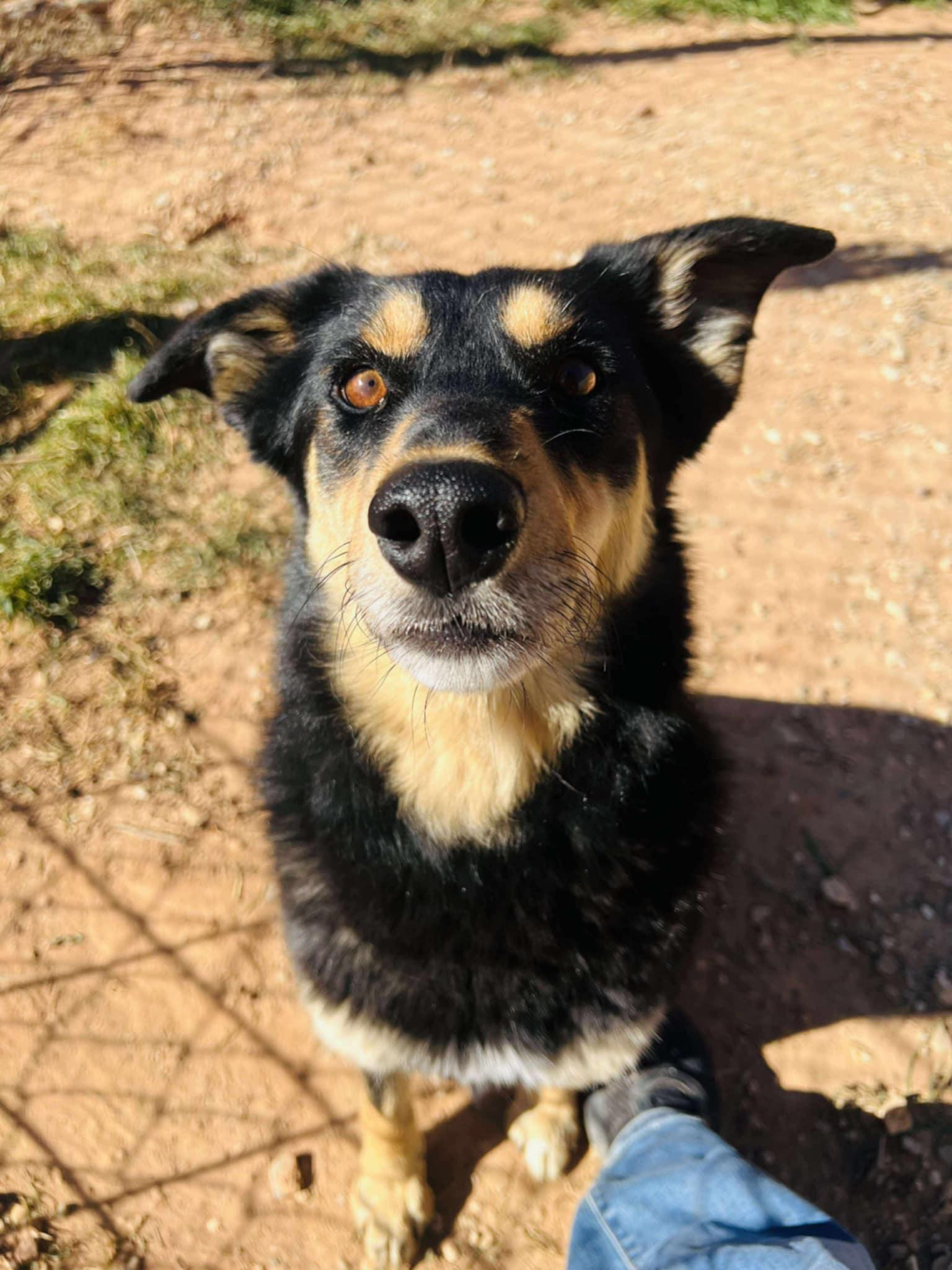 Enlarge Daisy mae, an adopted mixed breed in Roosevelt, UT image 1/4