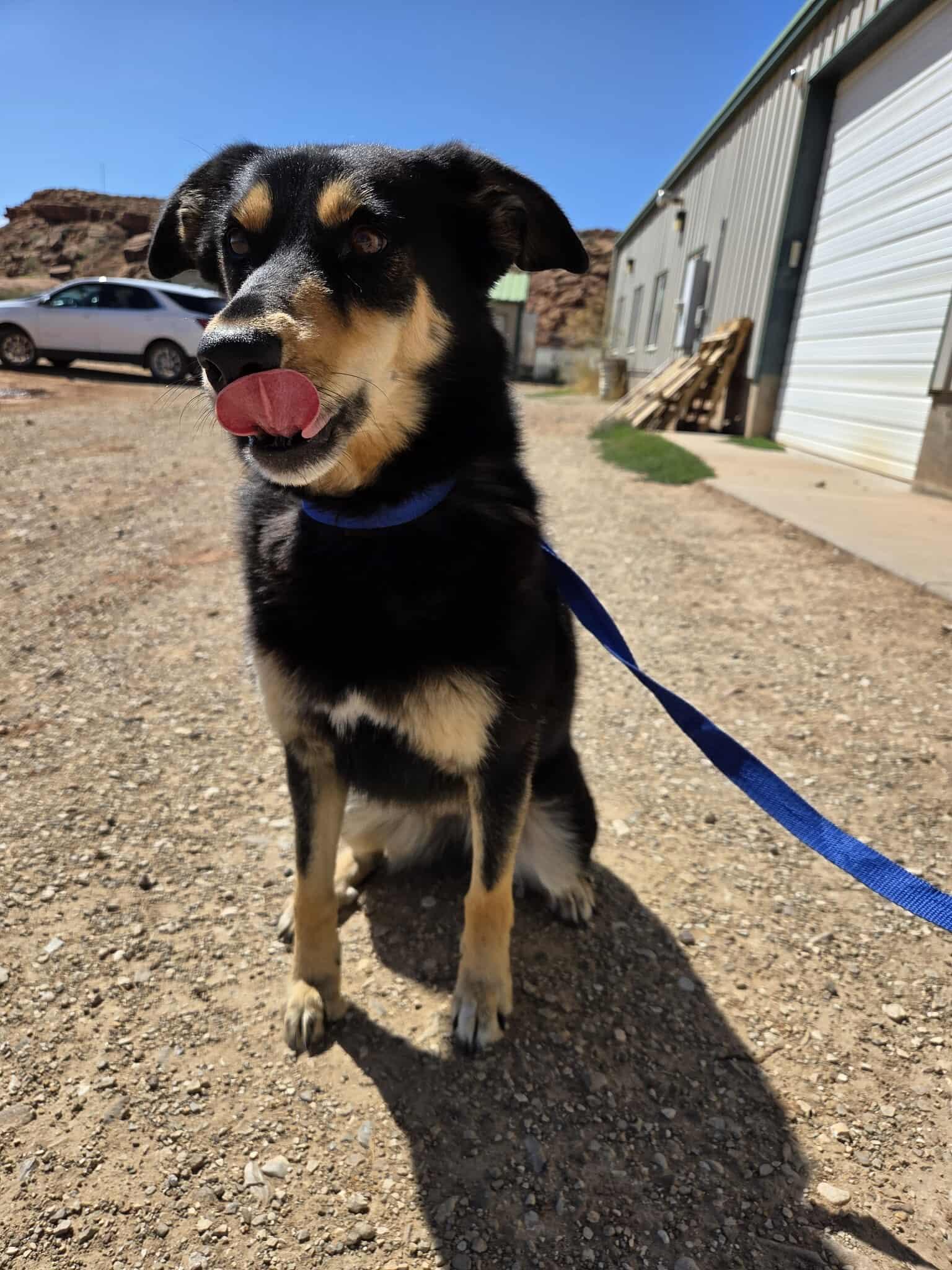 Daisy, an adoptable Cattle Dog in Roosevelt, UT, 84066 | Photo Image 4