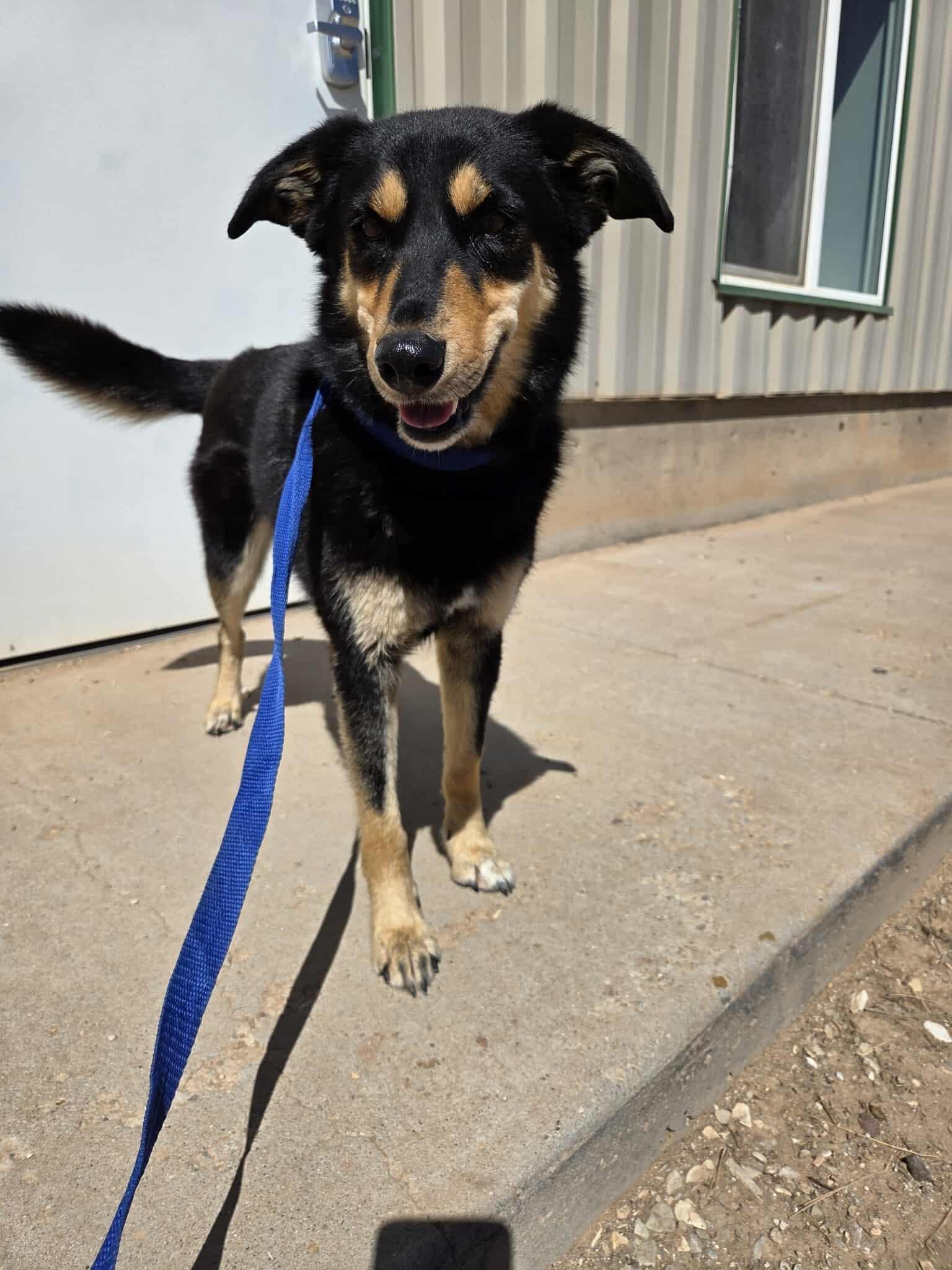 Daisy, an adoptable Cattle Dog in Roosevelt, UT, 84066 | Photo Image 5