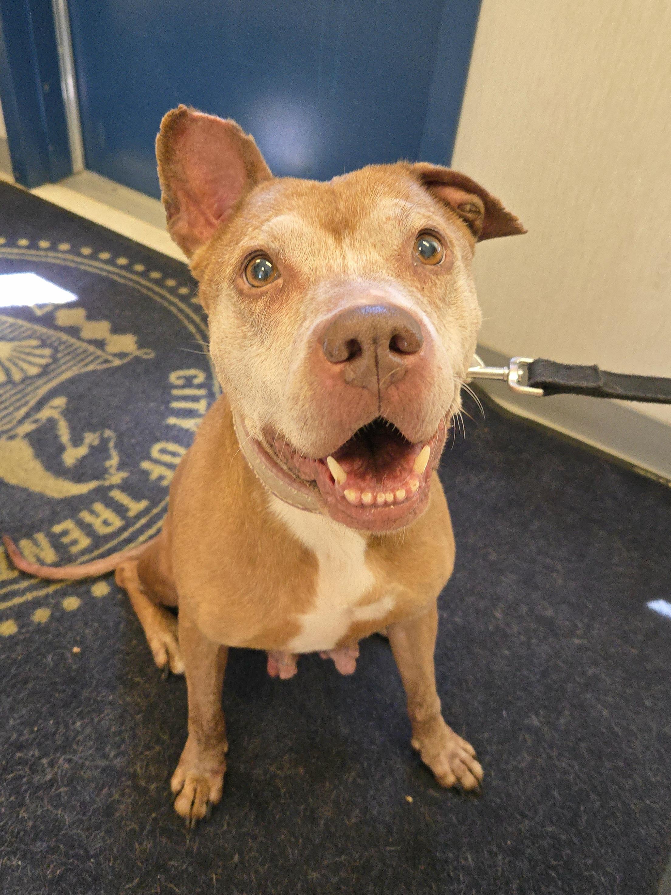 Gigi, a ADOPTABLE Pit Bull Terrier in Trenton, NJ image 2/2