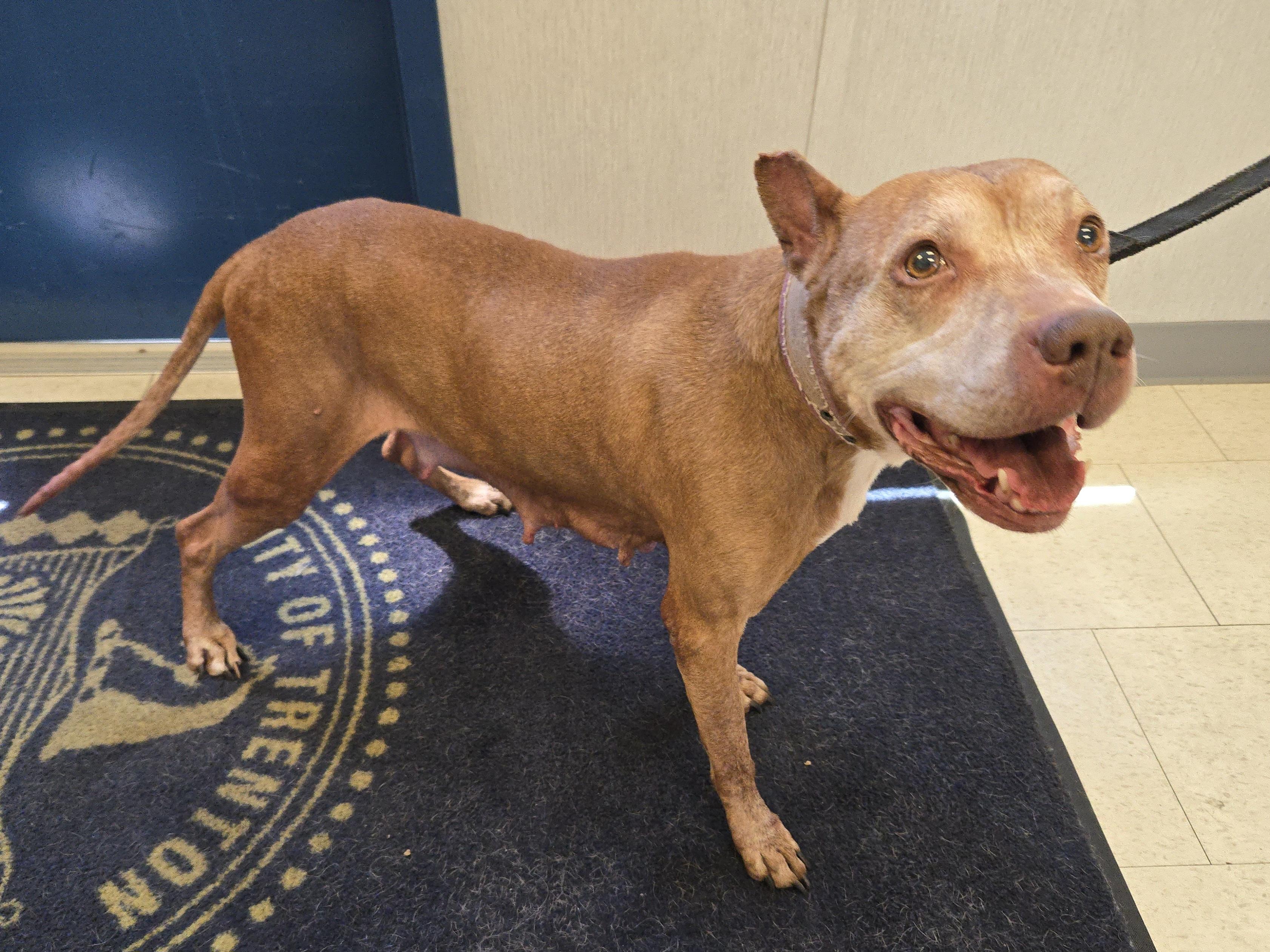 Gigi, ADOPTABLE, Young Female Pit Bull Terrier.