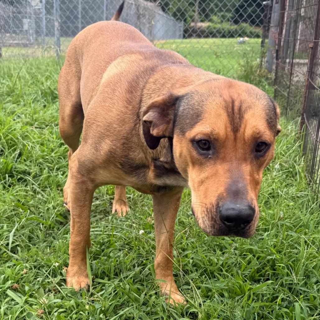 Ezra, Adoptable, Young Male Shepherd.