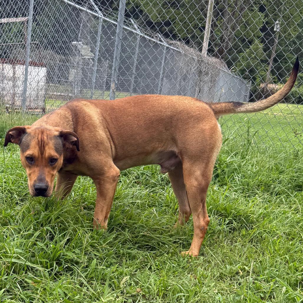 Ezra, a Adoptable Shepherd in Jacksonville, AR image 2/6