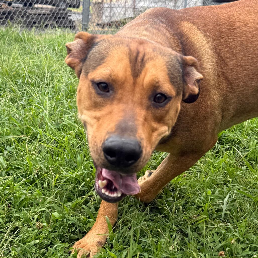 Ezra, a Adoptable Shepherd in Jacksonville, AR image 3/6