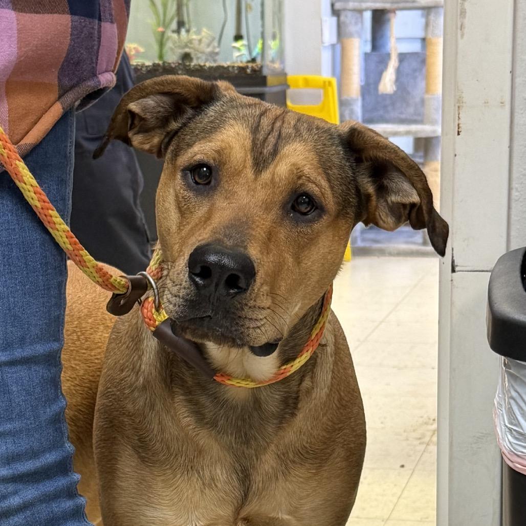 Enlarge Ezra, a Adoptable Shepherd in Jacksonville, AR image 1/1