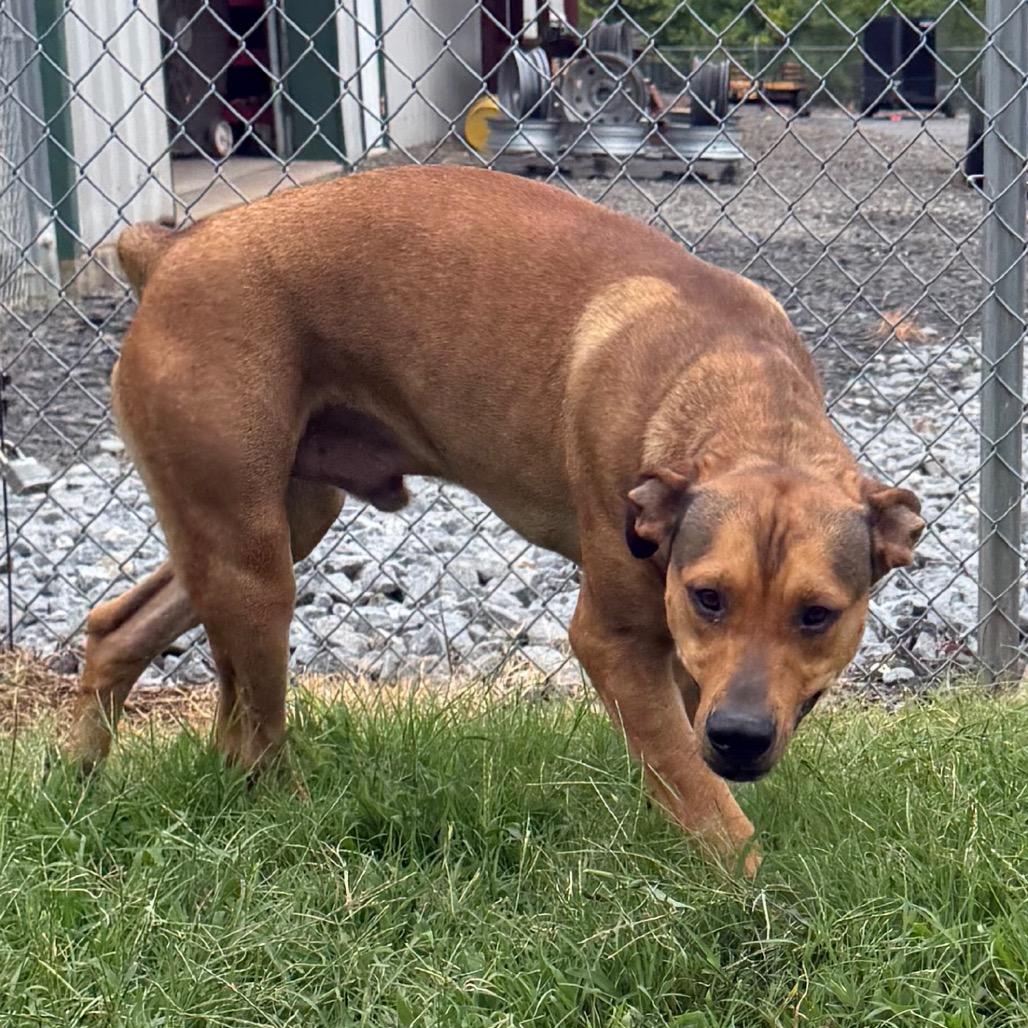 Ezra, a Adoptable Shepherd in Jacksonville, AR image 5/6