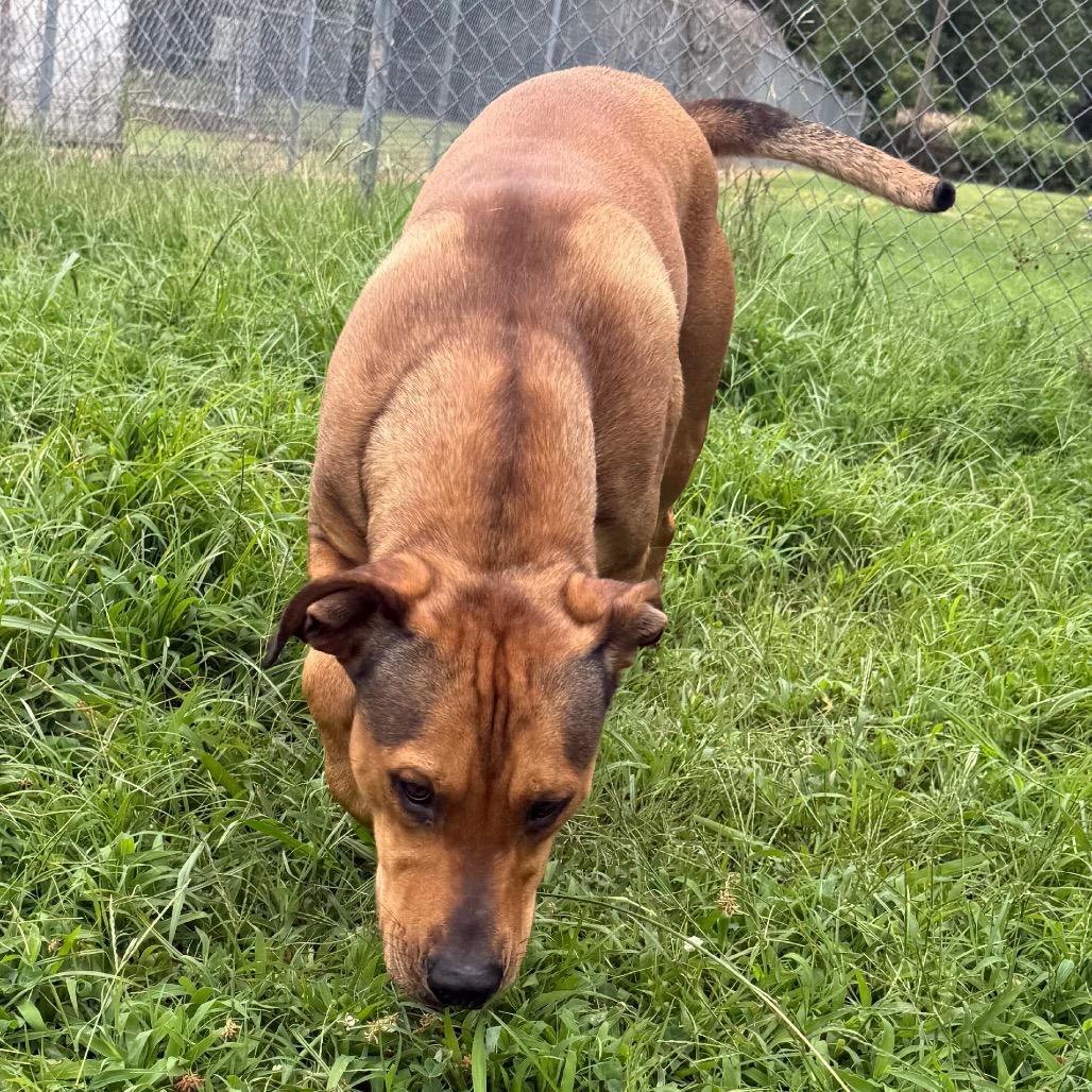 Ezra, a Adoptable Shepherd in Jacksonville, AR image 6/6