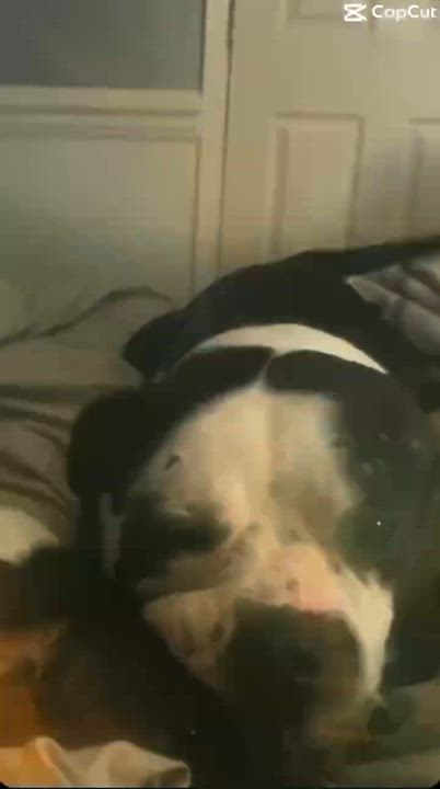 Enlarge Minnie, a ADOPTABLE mixed breed in Allentown, PA video 4/6