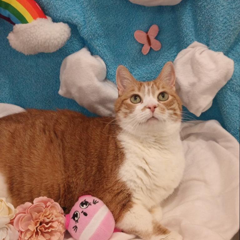 Enlarge Maisie, a Adoptable Domestic Short Hair in Reno, NV image 1/6