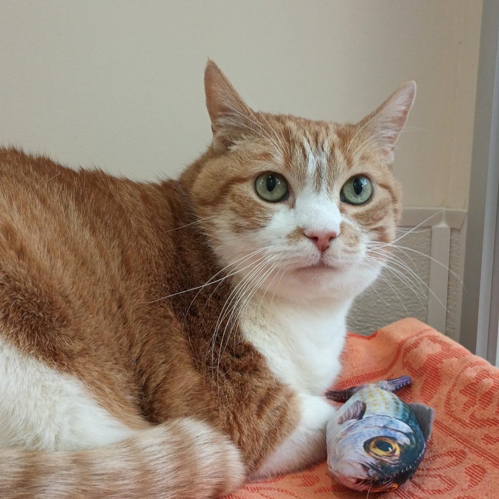 Enlarge Maisie, a Adoptable Domestic Short Hair in Reno, NV image 2/6