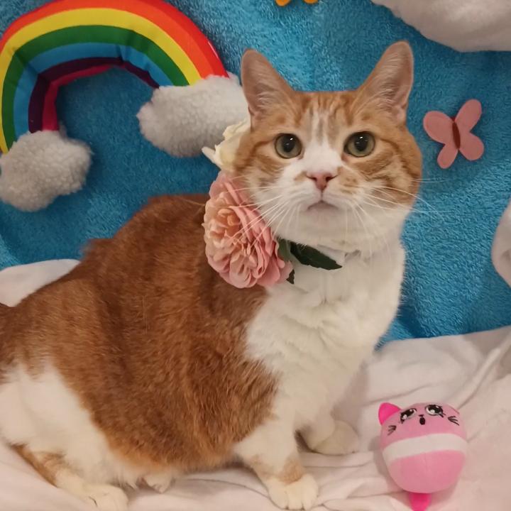 Enlarge Maisie, a Adoptable Domestic Short Hair in Reno, NV image 3/6