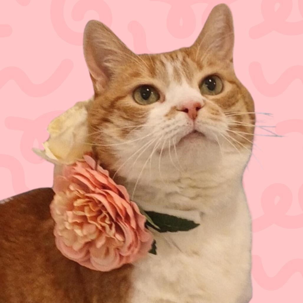 Enlarge Maisie, a Adoptable Domestic Short Hair in Reno, NV image 4/6