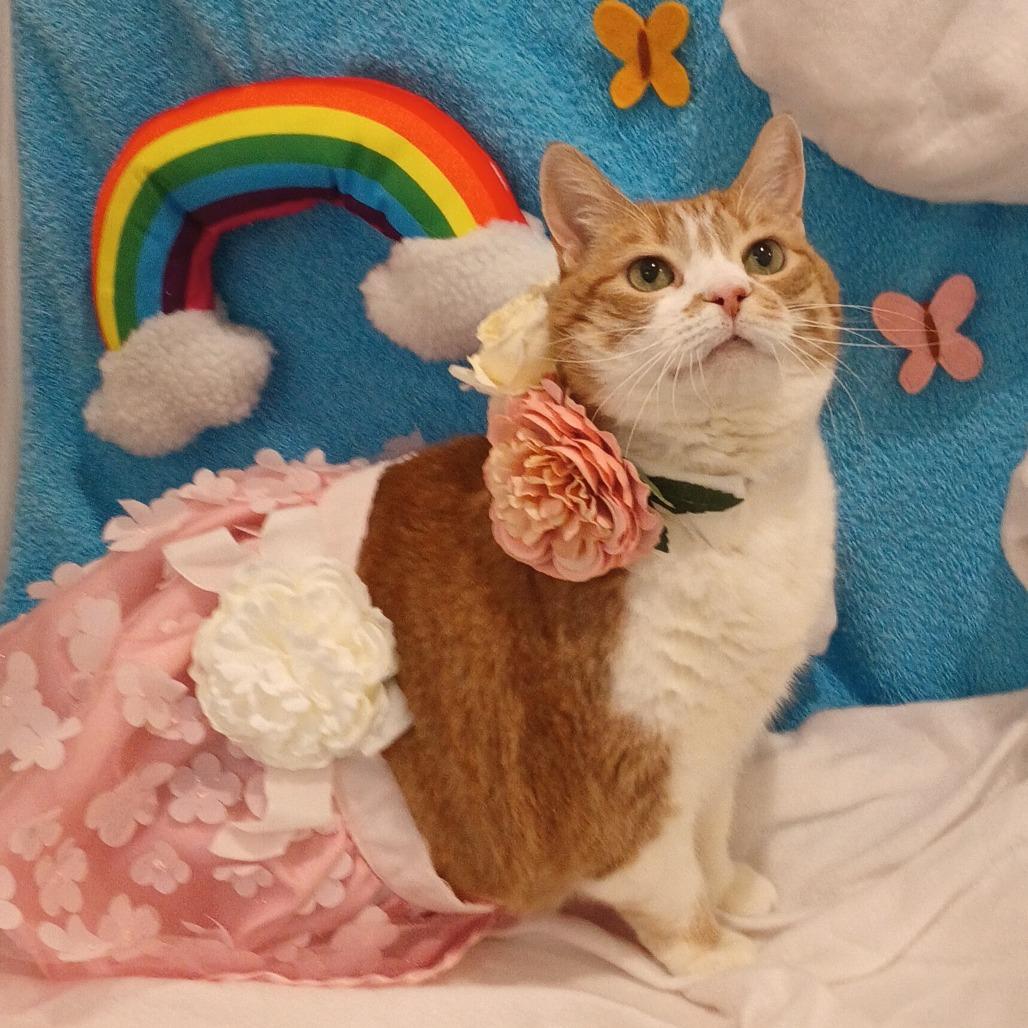 Enlarge Maisie, a Adoptable Domestic Short Hair in Reno, NV image 5/6