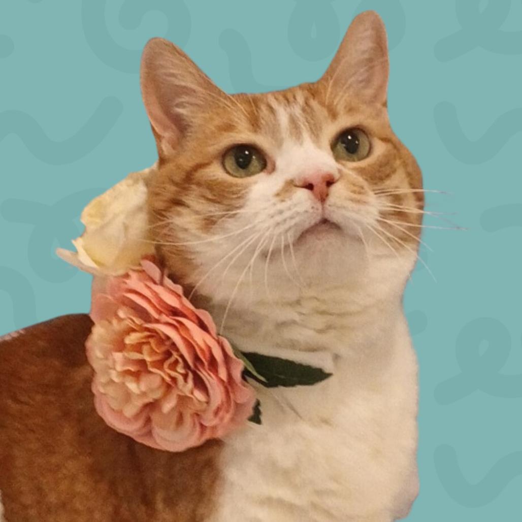 Enlarge Maisie, a Adoptable Domestic Short Hair in Reno, NV image 6/6
