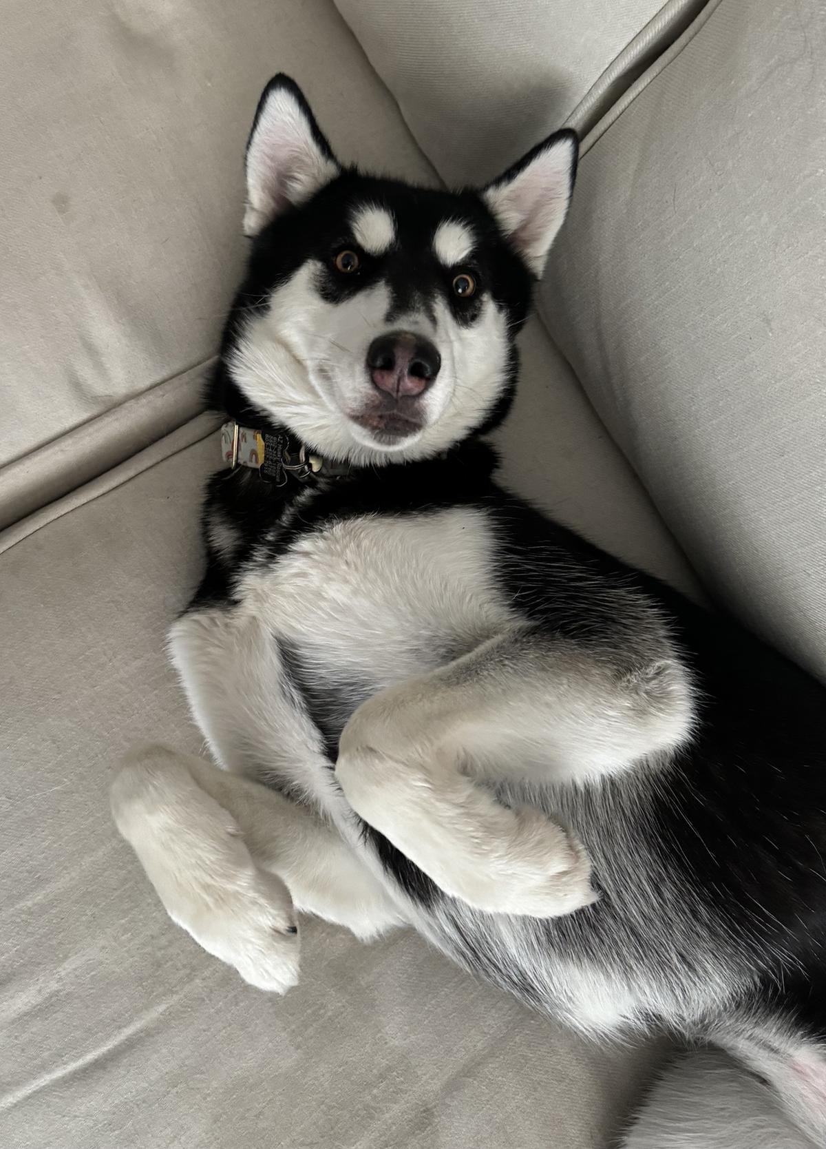 Enlarge Galena, an adoptable mixed breed in Scottsdale, AZ image 3/6