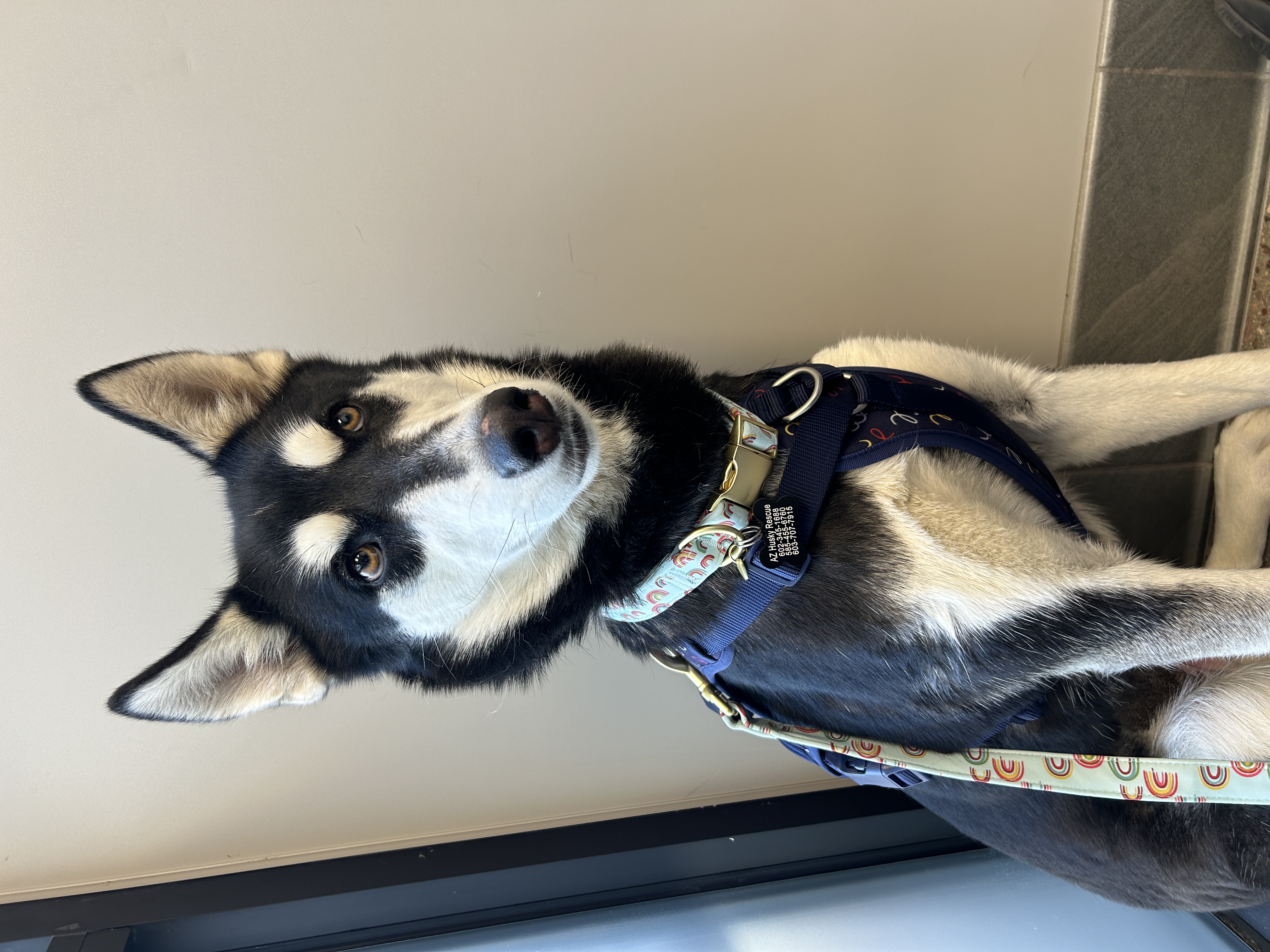 Enlarge Galena, an adoptable mixed breed in Scottsdale, AZ image 2/6