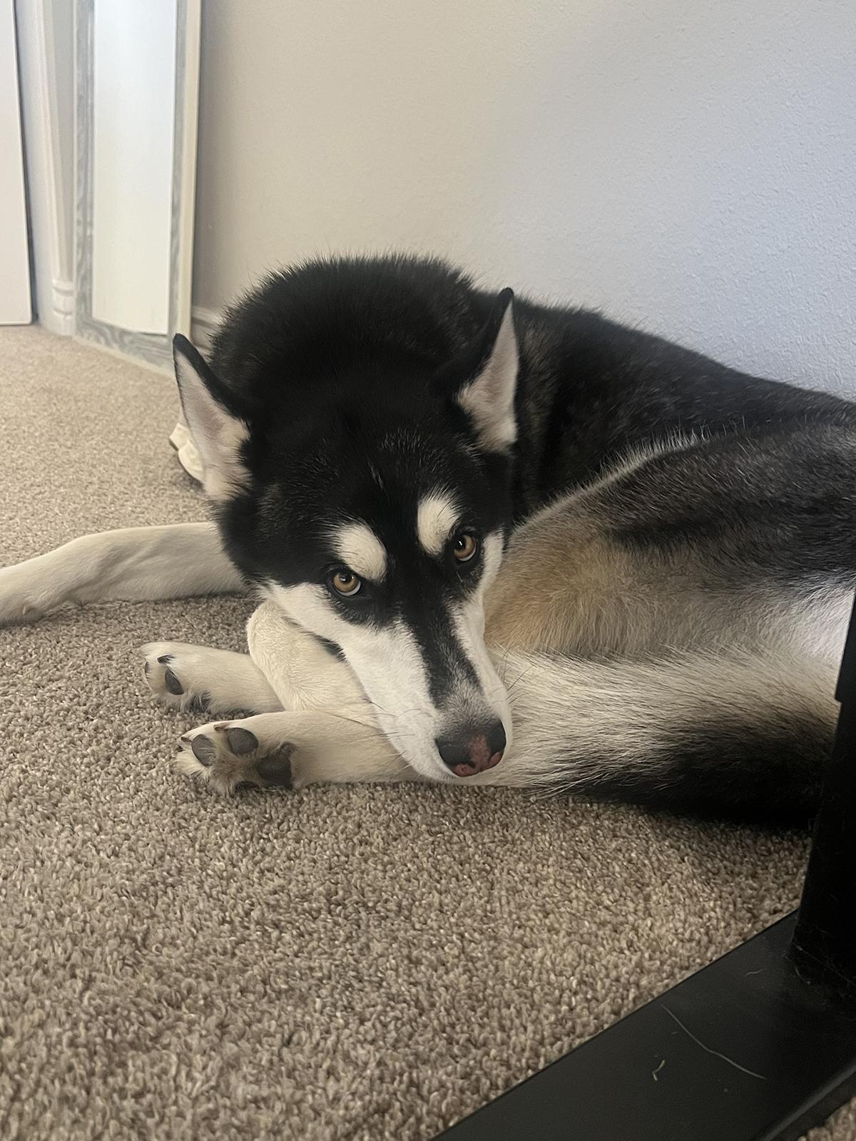 Enlarge Galena, an adoptable mixed breed in Scottsdale, AZ image 6/6