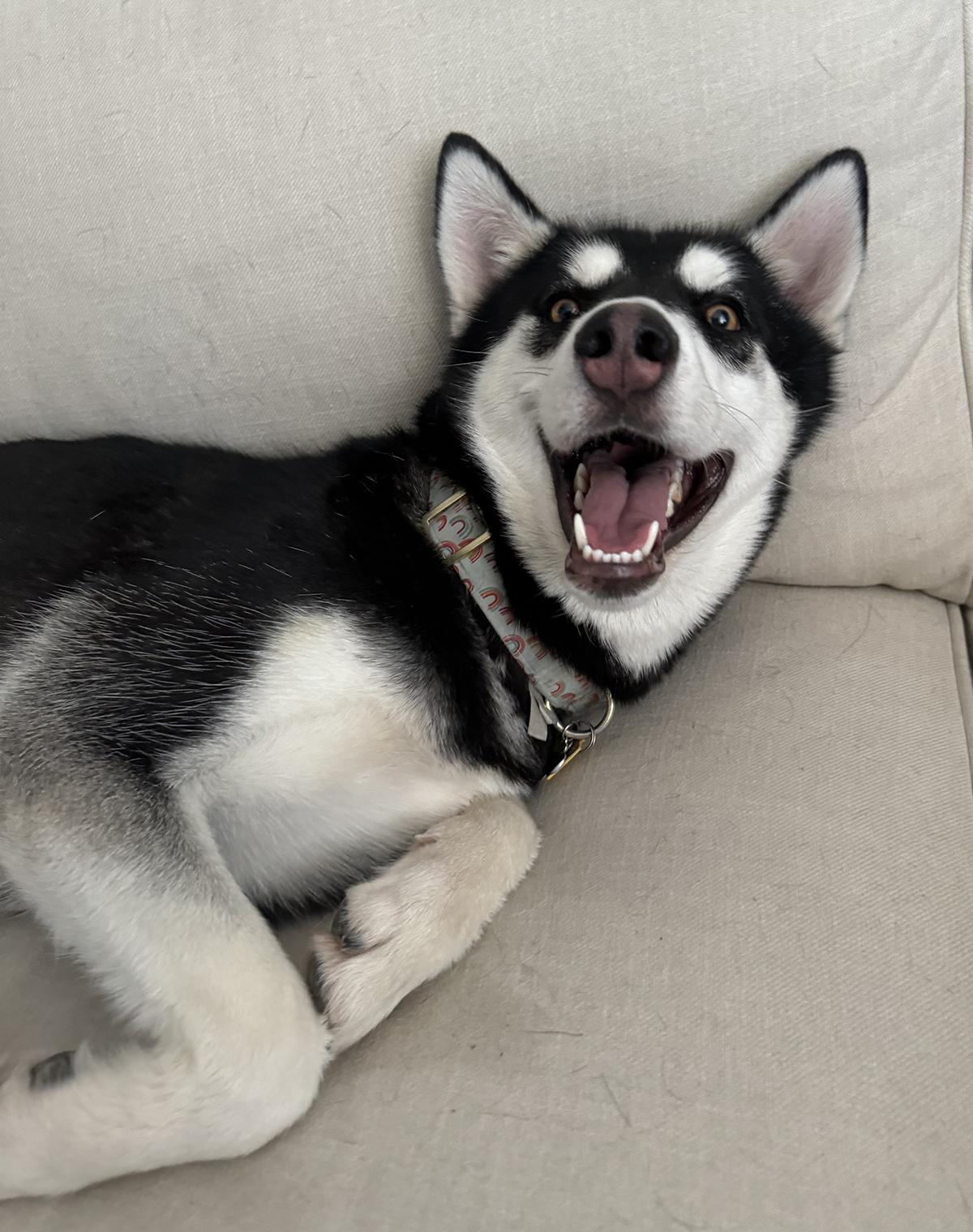 Enlarge Galena, an adoptable mixed breed in Scottsdale, AZ image 1/6