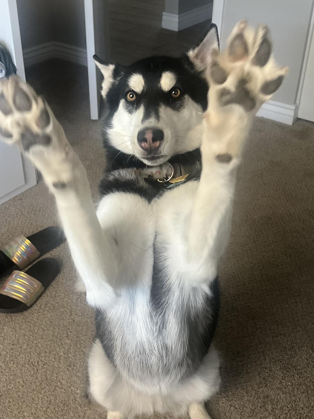 Enlarge Galena, an adoptable mixed breed in Scottsdale, AZ image 4/6