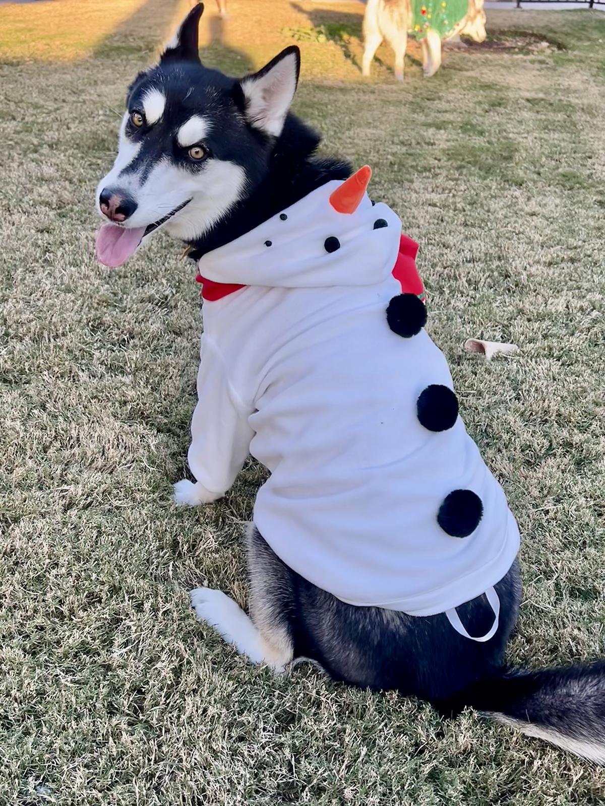 Enlarge Galena, an adoptable mixed breed in Scottsdale, AZ image 5/6